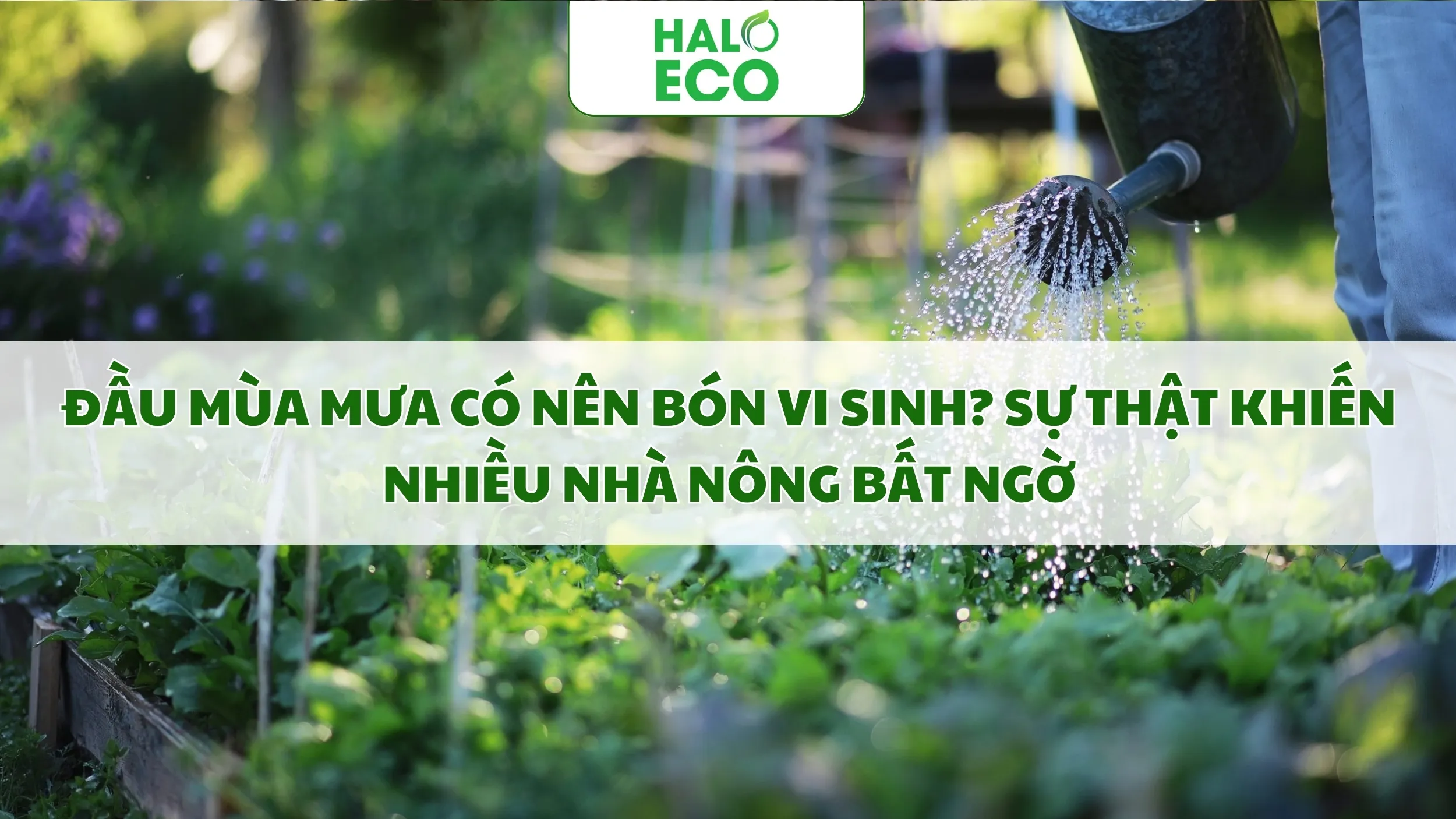 Đầu Mùa Mưa Có Nên Bón Vi Sinh? Sự Thật Khiến Nhiều Nhà Nông Bất Ngờ