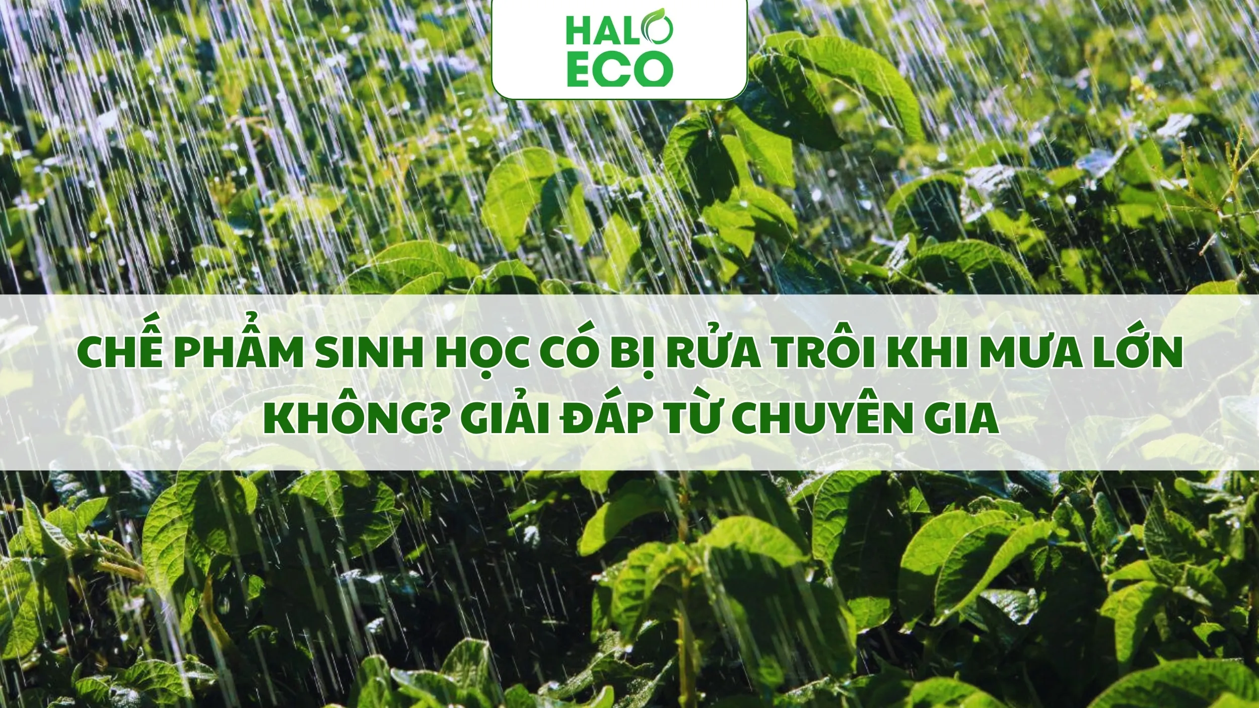 Chế Phẩm Sinh Học Có Bị Rửa Trôi Khi Mưa Lớn Không? Giải Đáp Từ Chuyên Gia
