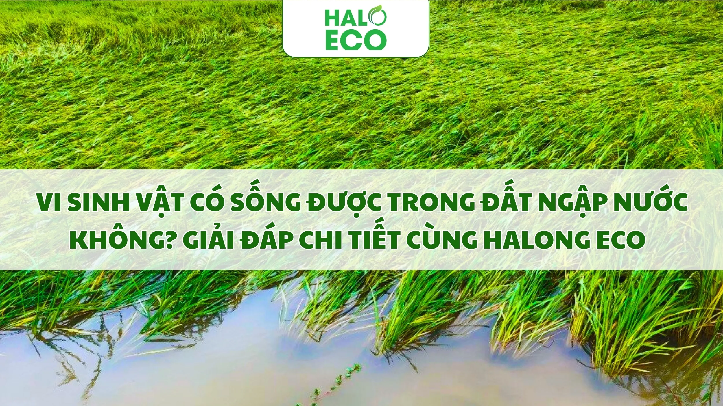Vi sinh vật có sống được trong đất ngập nước không? Giải đáp chi tiết cùng Halong Eco  
