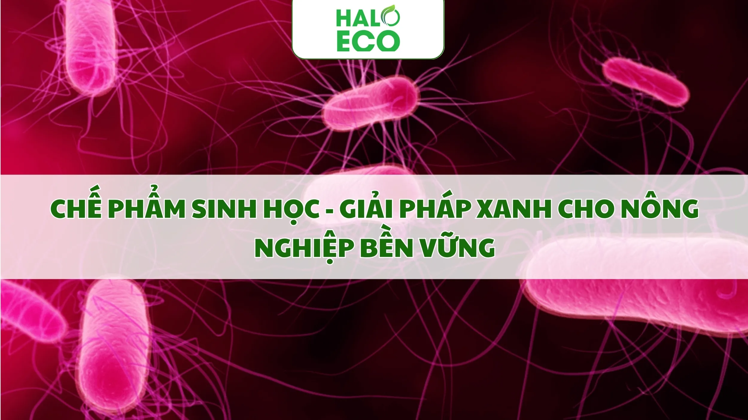 CHẾ PHẨM SINH HỌC - GIẢI PHÁP XANH CHO NÔNG NGHIỆP BỀN VỮNG