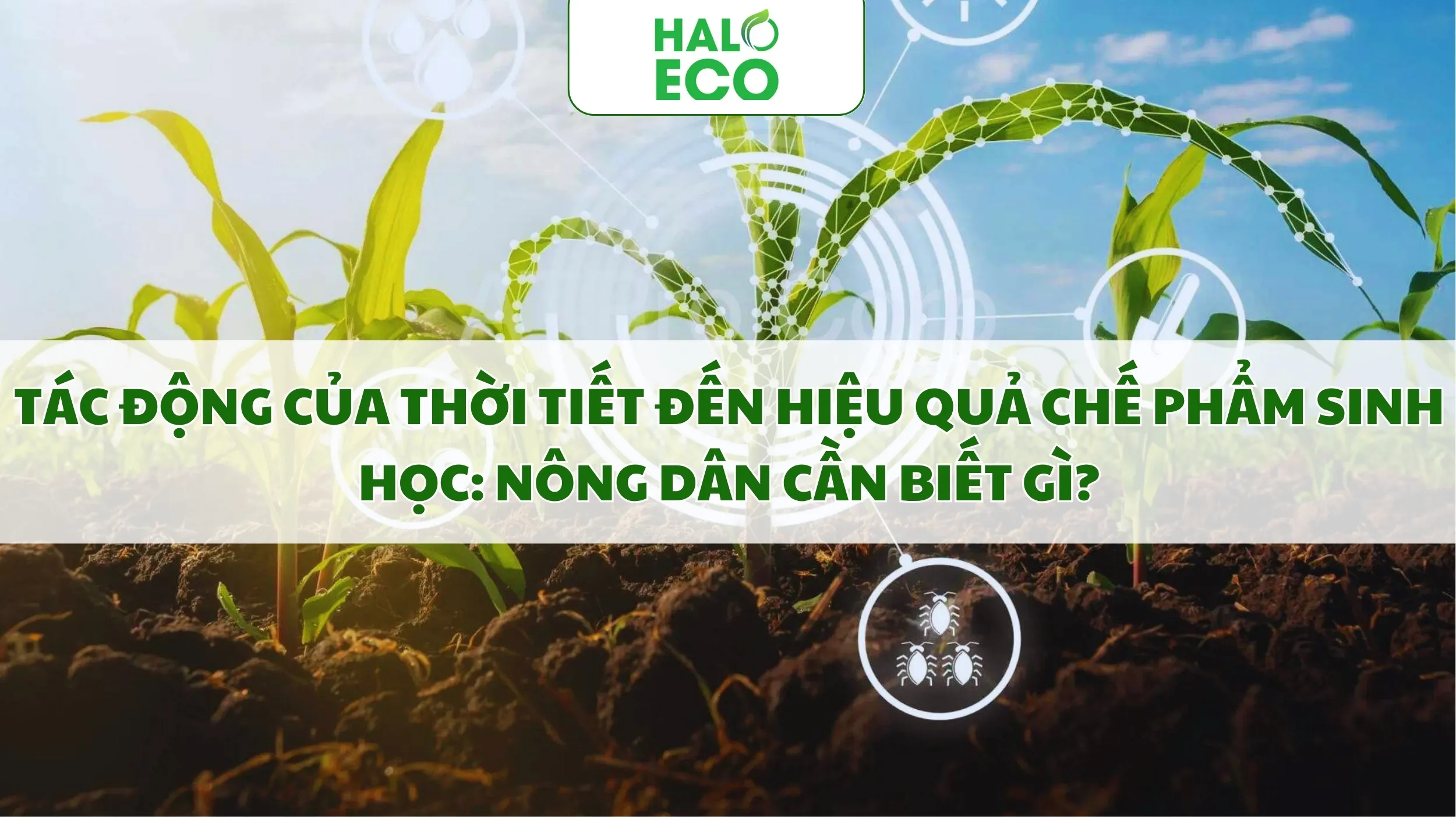 Tác Động Của Thời Tiết Đến Hiệu Quả Chế Phẩm Sinh Học: Nông Dân Cần Biết Gì?