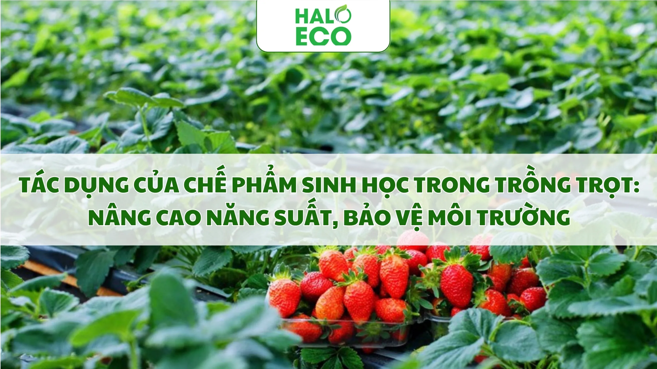 TÁC DỤNG CỦA CHẾ PHẨM SINH HỌC TRONG TRỒNG TRỌT: NÂNG CAO NĂNG SUẤT, BẢO VỆ MÔI TRƯỜNG