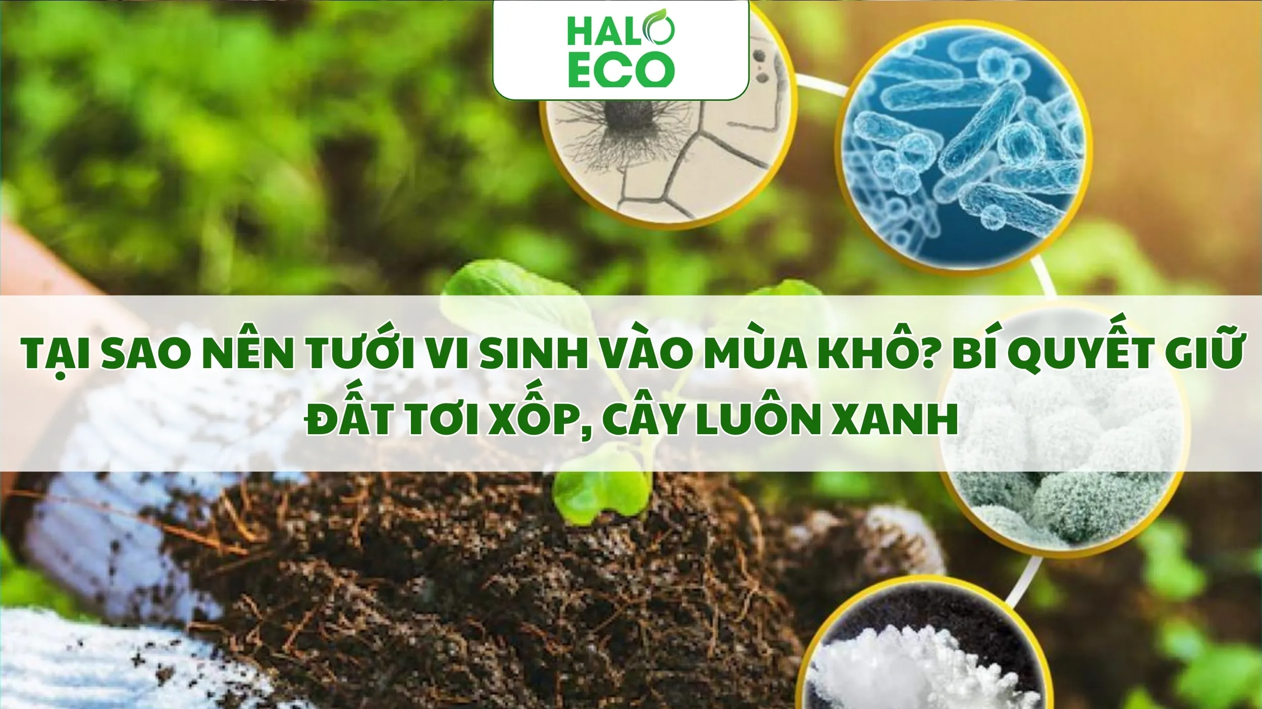 Tại Sao Nên Tưới Vi Sinh Vào Mùa Khô? Bí Quyết Giữ Đất Tơi Xốp, Cây Luôn Xanh