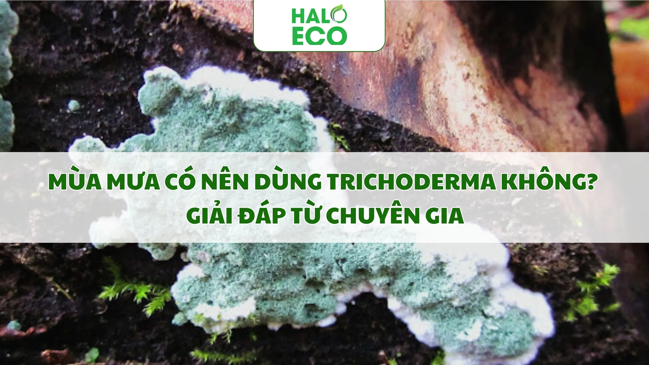 Mùa Mưa Có Nên Dùng Trichoderma Không? Giải Đáp Từ Chuyên Gia
