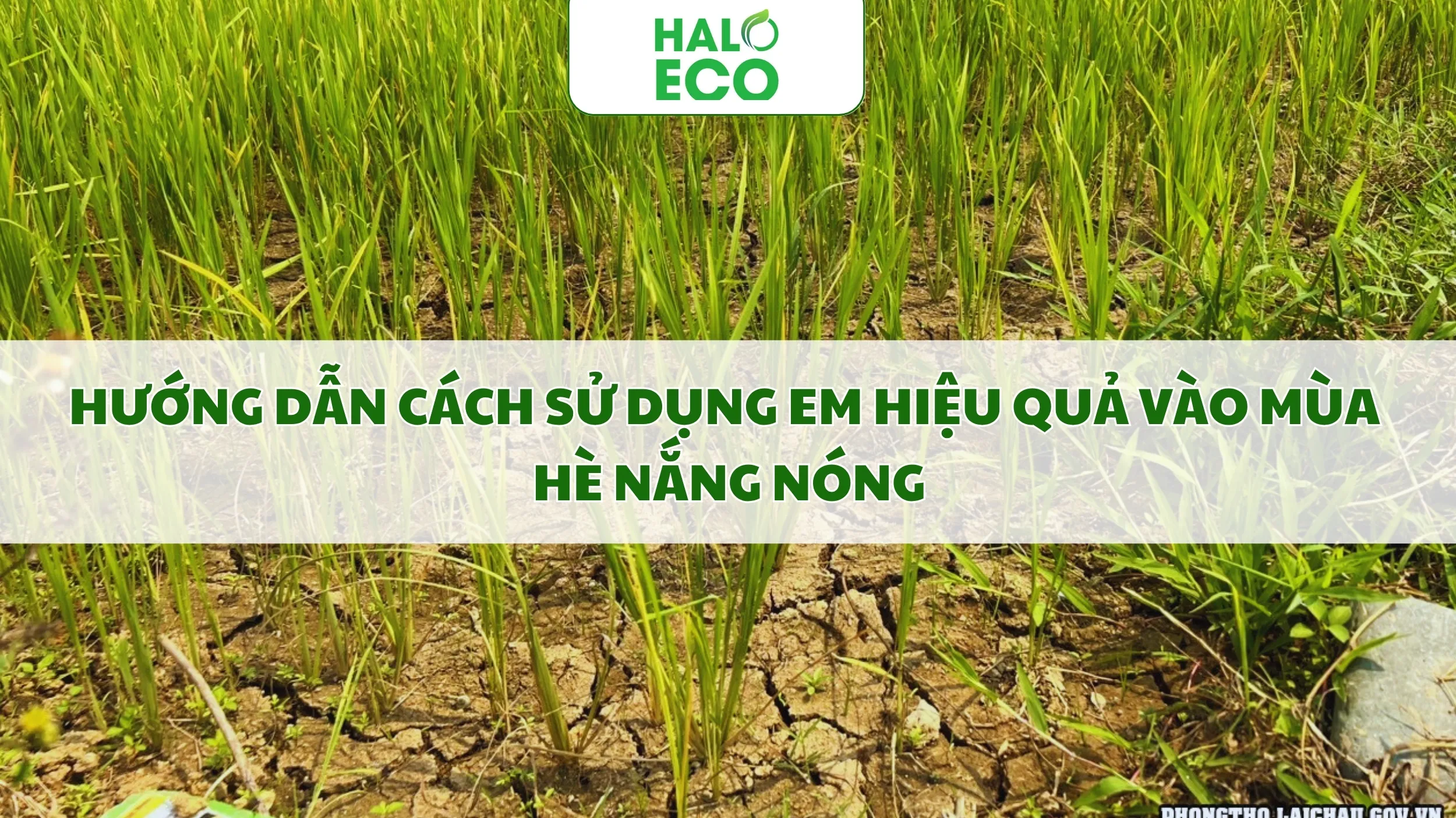 Hướng Dẫn Cách Sử Dụng EM Hiệu Quả Vào Mùa Hè Nắng Nóng